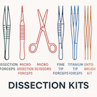 Dissection